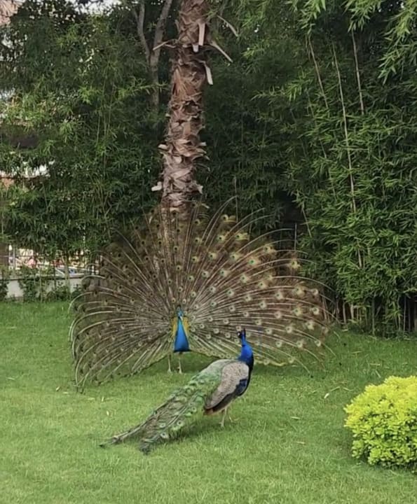 Gartenanlage Dg Hotels Rose Resort