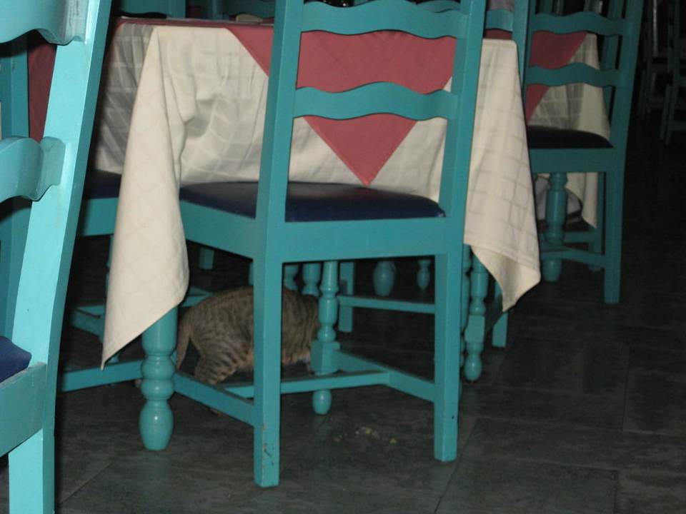 Katzen im Restaurant Houda Golf & Beach Club
