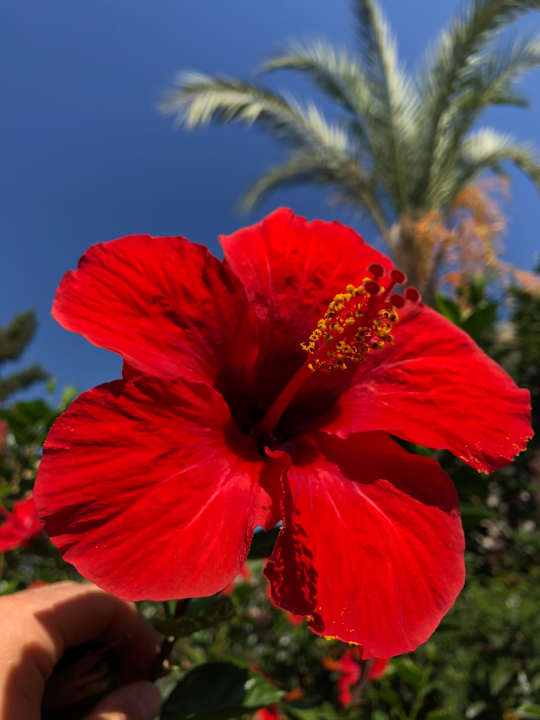 Gartenanlage Saphir Resort & Spa