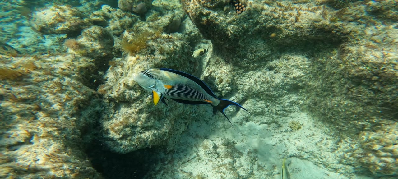 Sport & Freizeit Hotel Gorgonia Beach Resort