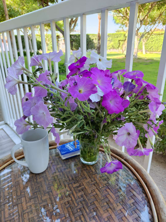 Gartenanlage Desert Rose