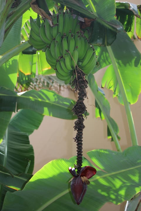 Gartenanlage Hotel Riu Cabo Verde