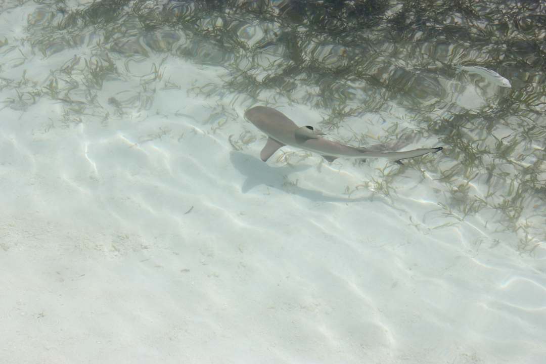 Babyhai Meeru Maldives Resort Island