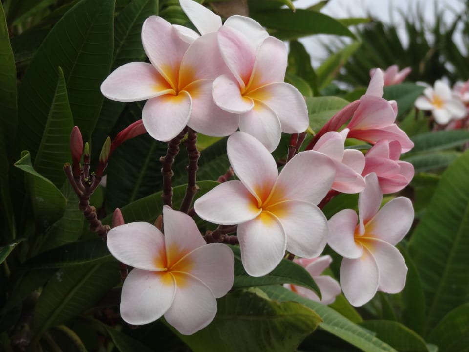 Gartenanlage Hotel Royal Orchid