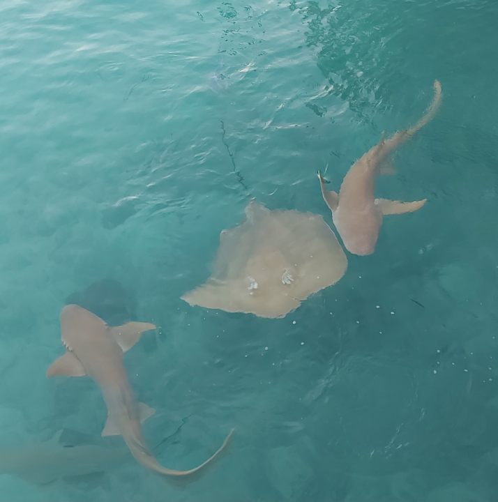 Sport & Freizeit NH Collection Maldives Reethi Resort