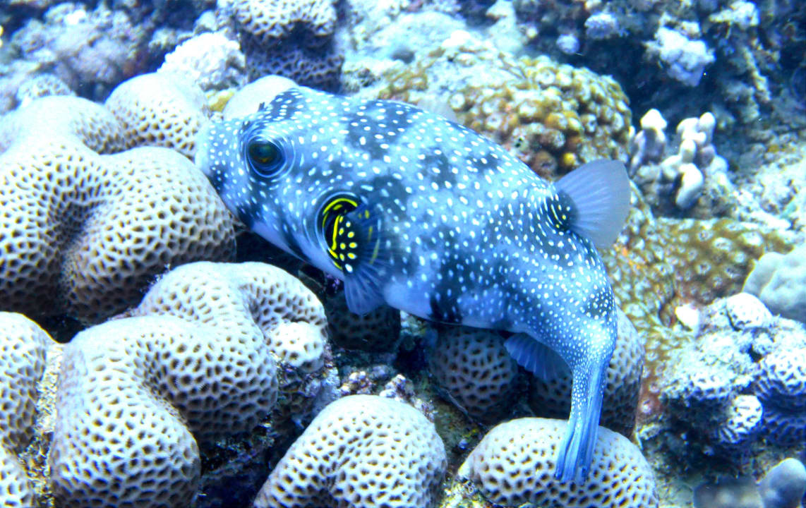 Sport & Freizeit Mövenpick Resort El Quseir