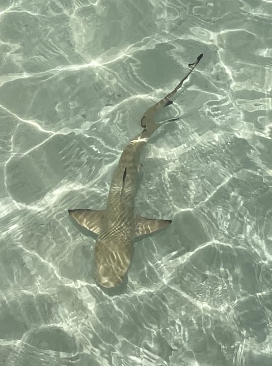 Strand Kandima Maldives