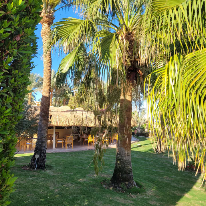 Gartenanlage Steigenberger Coraya Beach - Adults only