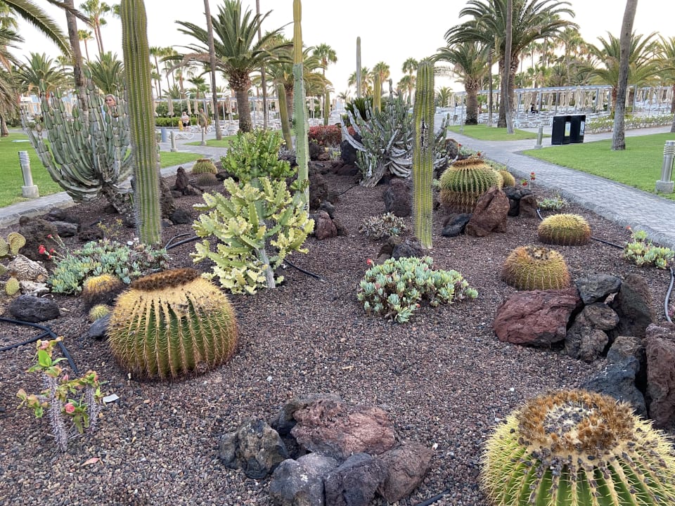 Gartenanlage Hotel Riu Gran Canaria