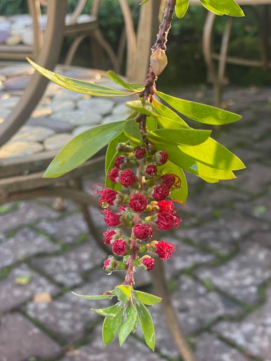 Gartenanlage S'Fleckli Bioland Ferienbauernhof
