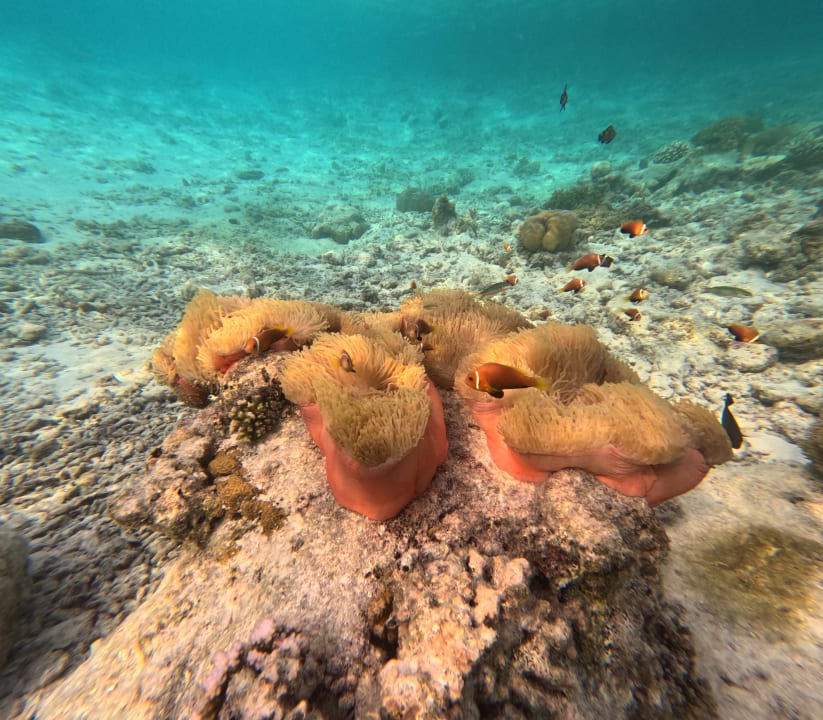 Sport & Freizeit Sun Siyam Vilu Reef