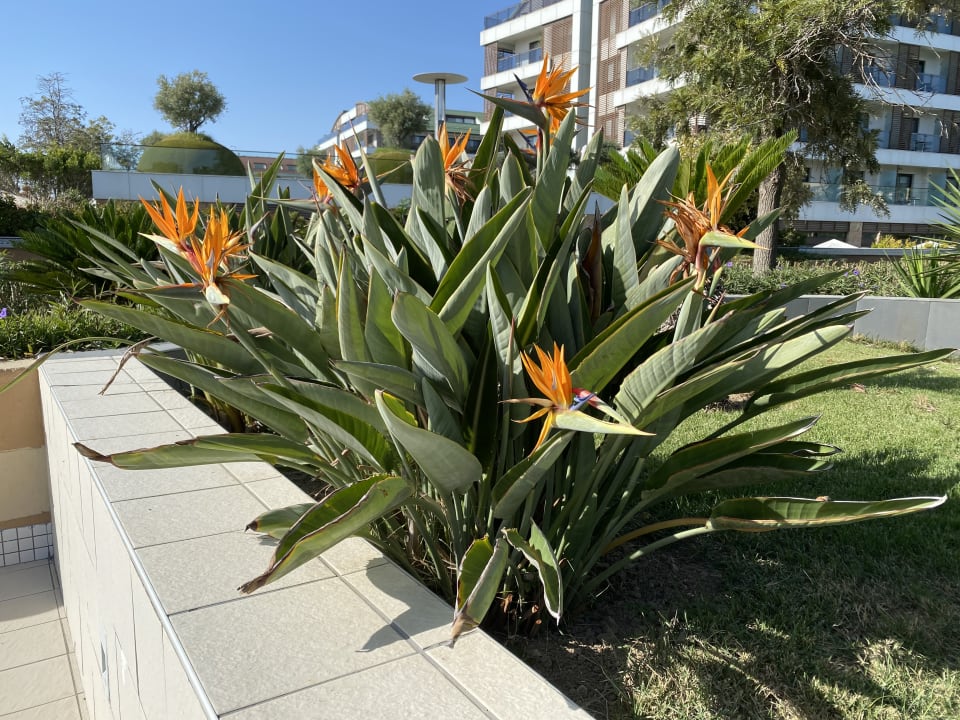 Gartenanlage TUI BLUE Xanthe