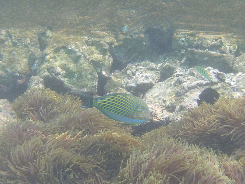 Anemonen am Steg von SiV Summer Island Maldives