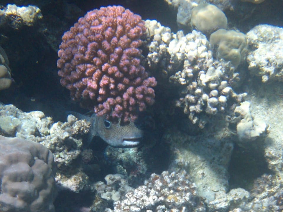 Strand Makadi Spa - Adults only