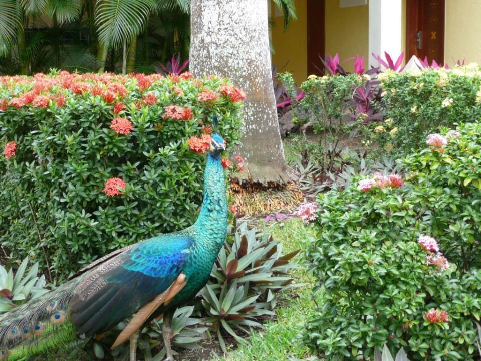 Pfau Iberostar Waves Paraiso del Mar