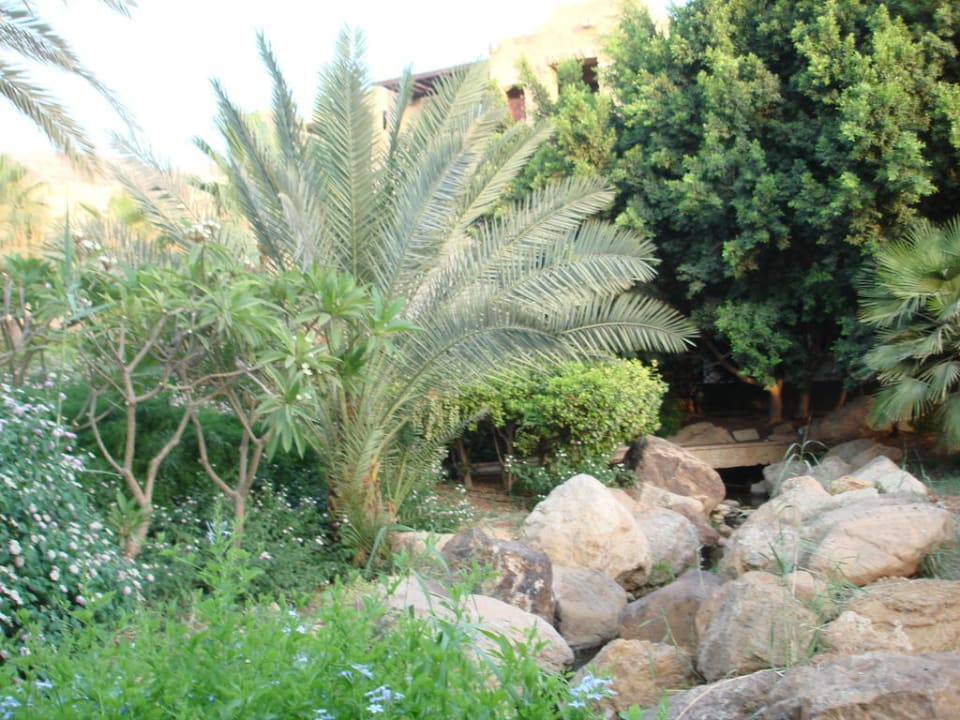 Hotel Mövenpick Mövenpick Resort & Spa Dead Sea