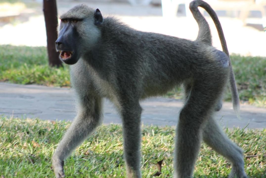 Chef der Affenbande Baobab Beach Resort & Spa