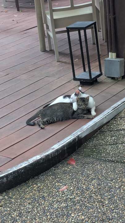 Gartenanlage Khao Lak Merlin Resort