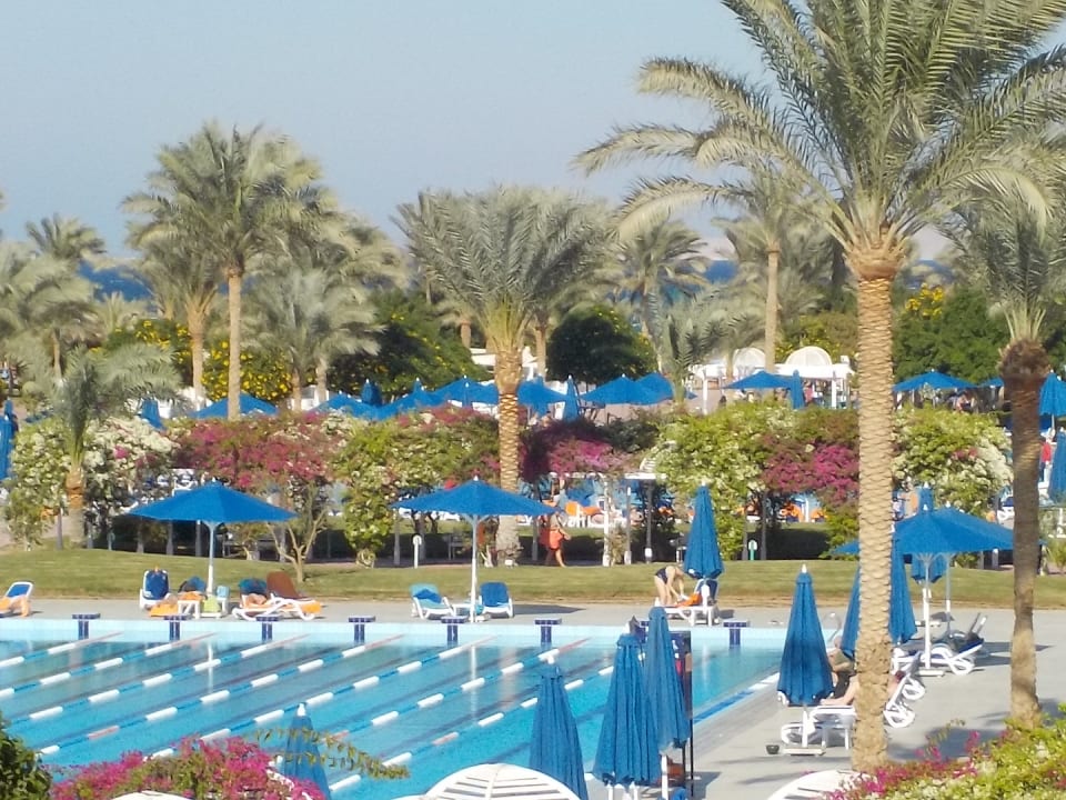 Ausblick Desert Rose