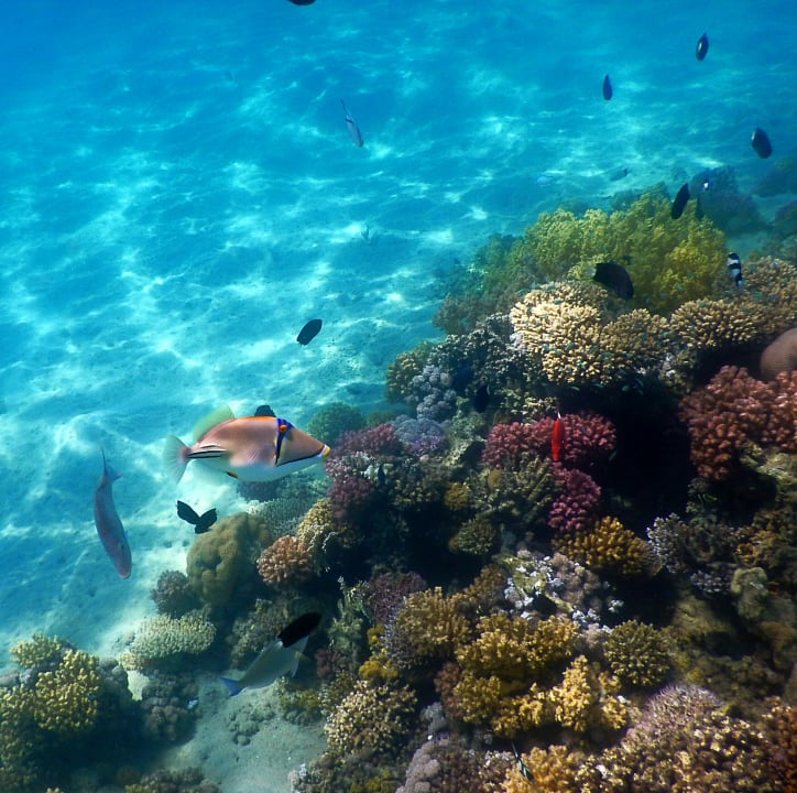 Strand Shams Prestige Abu Soma-Adults Only