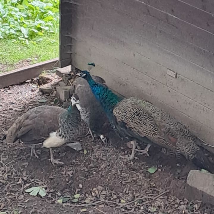 Sonstiges AHORN Waldhotel Altenberg