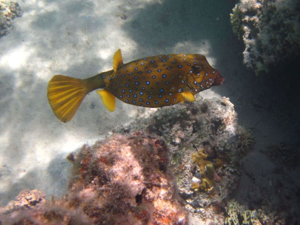 5 year old child made the photo at snorkeling. Swisstouch Oriental Resort Marsa Alam