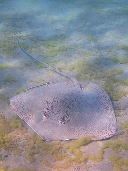 Sonstiges Shams Alam Beach Resort