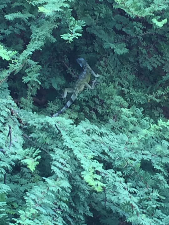 Gartenanlage Kunuku Aqua Resort – Trademark Collection by Wyndham