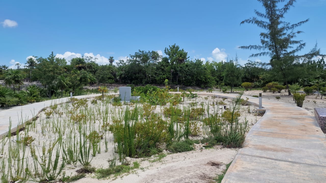 Gartenanlage Hotel Riu Dunamar