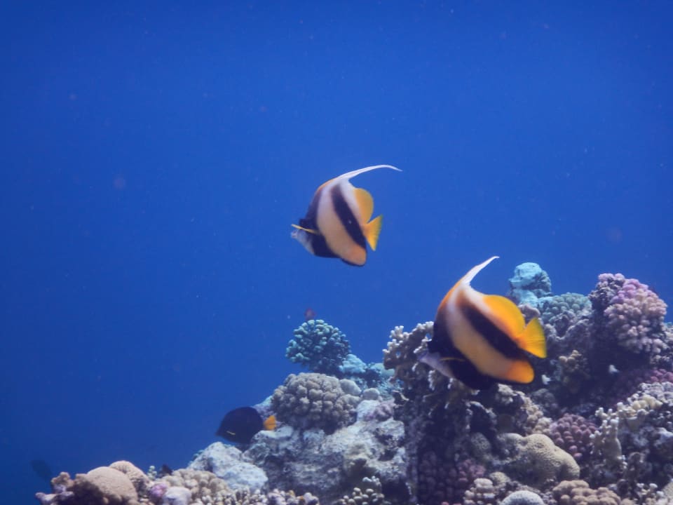 Sport & Freizeit Steigenberger Coraya Beach - Adults only