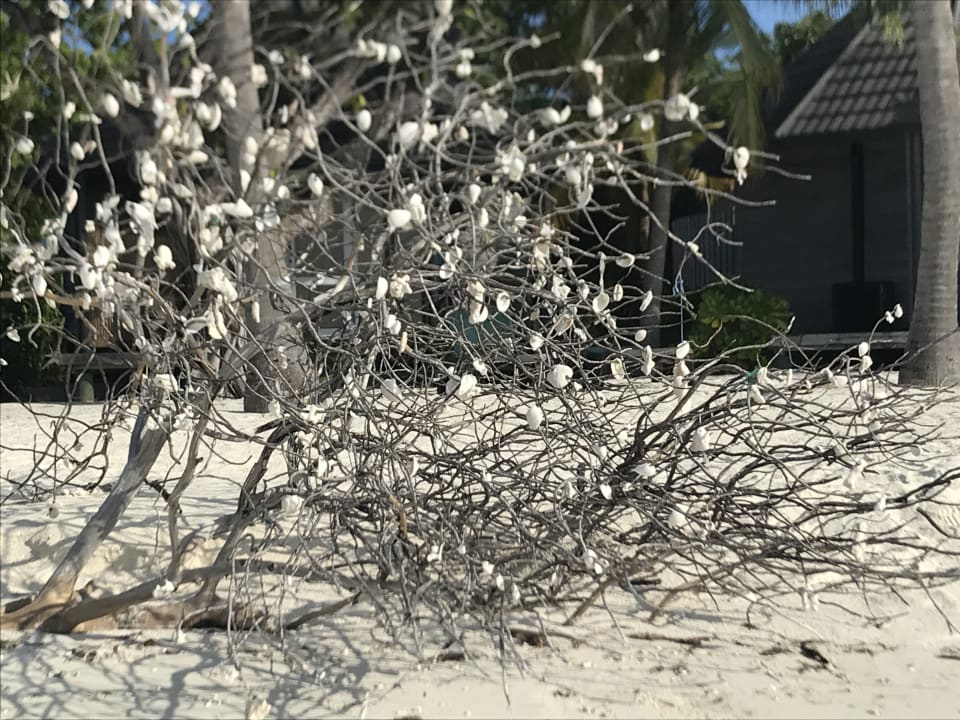 Strand Kuredu Island Resort & Spa