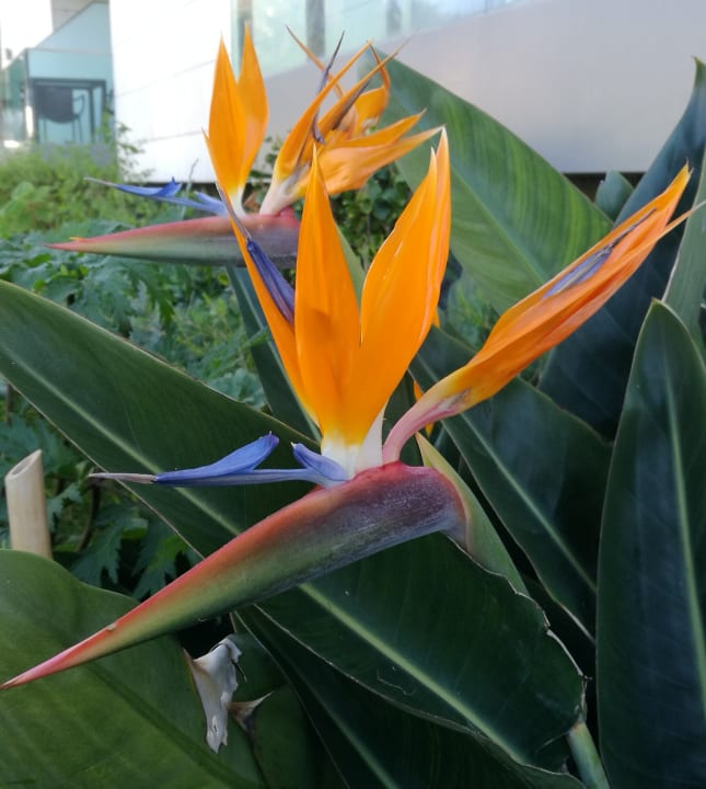 Gartenanlage Hotel Golden Residence