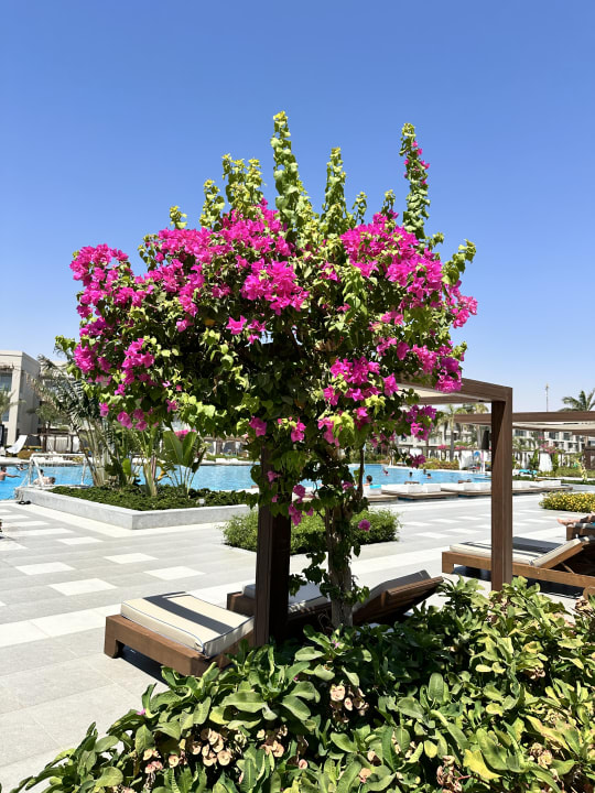 Pool Steigenberger Resort Ras Soma