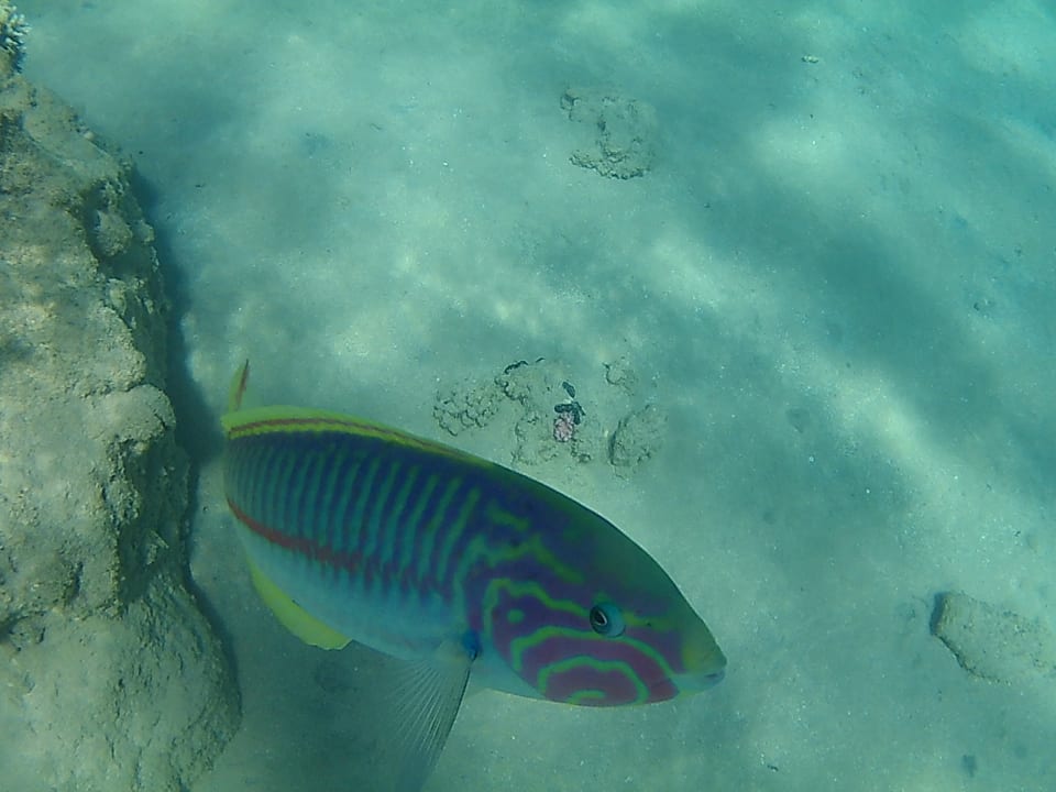 Sport & Freizeit Jaz Makadi Oasis Resort