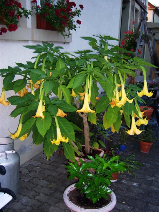 Innenhof Gasthaus Zehnthof