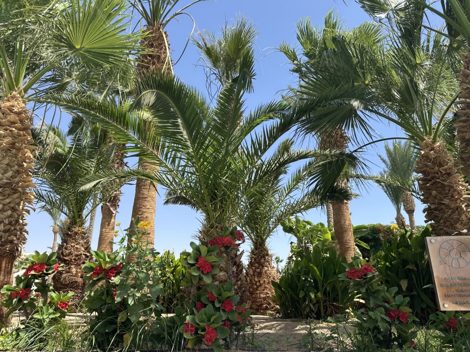 Gartenanlage Steigenberger ALDAU Beach Hotel