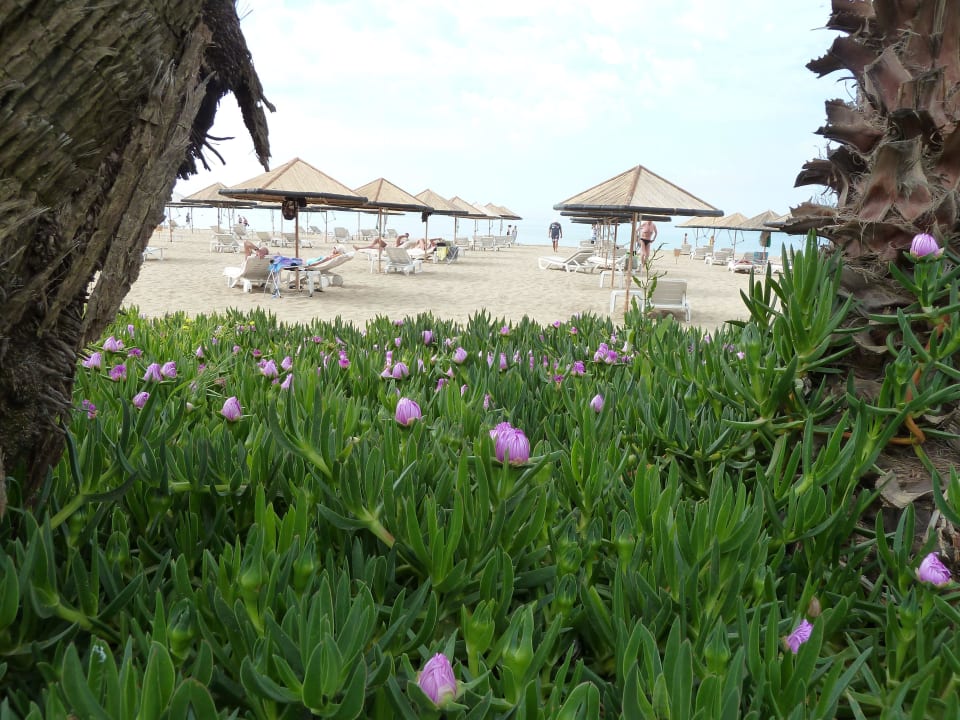 Blick von der Anlage Hotel Defne Garden