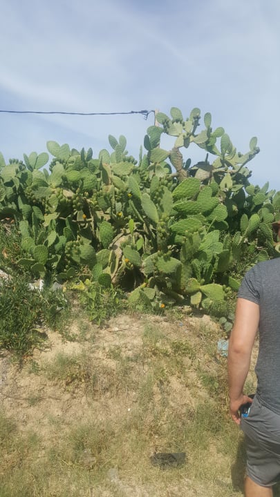 Gartenanlage Dar Khayam