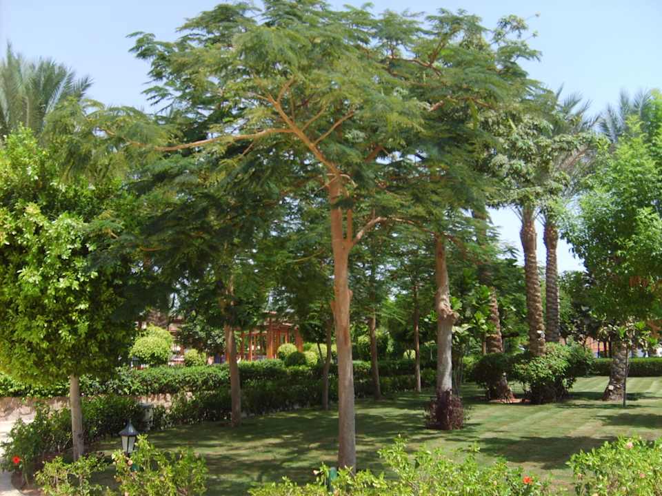 Ogród Sharm Grand Plaza Resort