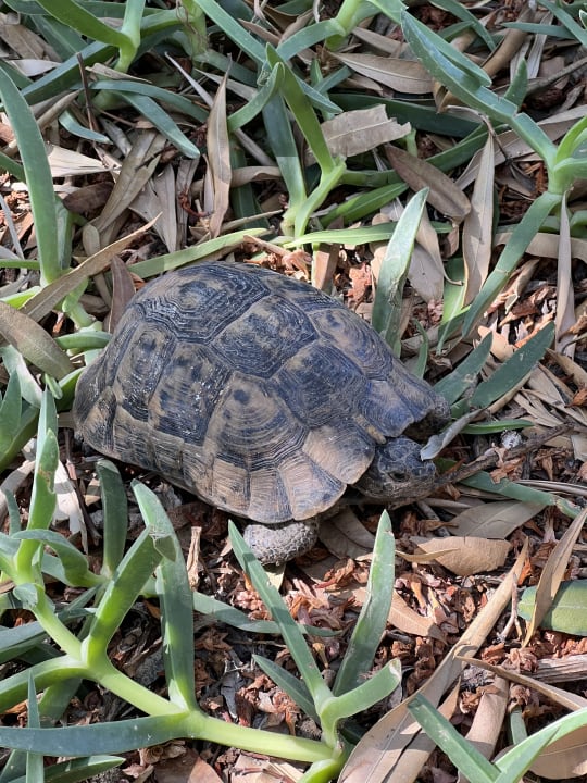 Gartenanlage The Garden Beach Hotel (Vorgänger-Hotel - existiert nicht mehr)