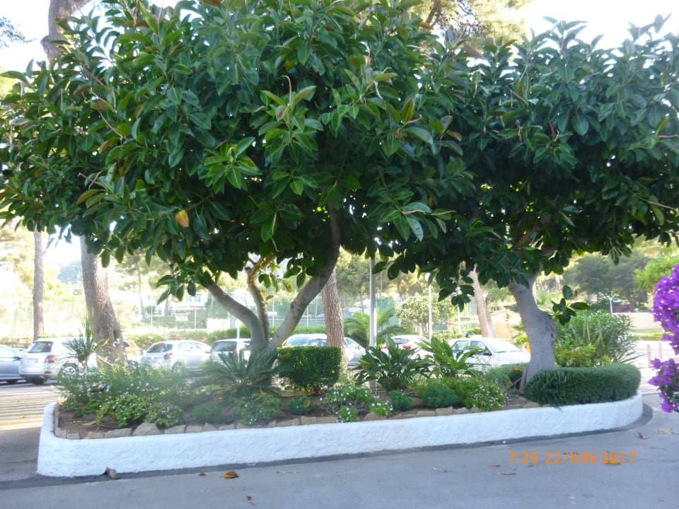 Gartenanlage Hipotels Eurotel Punta Rotja Golf & Spa