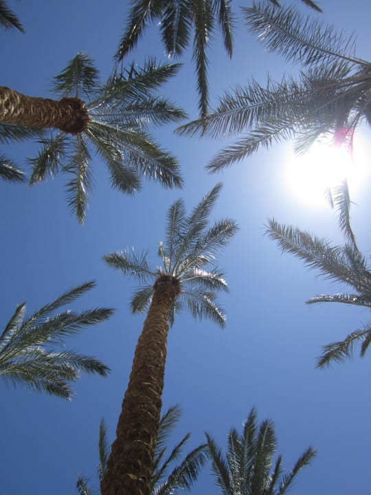 Drink unter Palmen Makadi Spa - Adults only