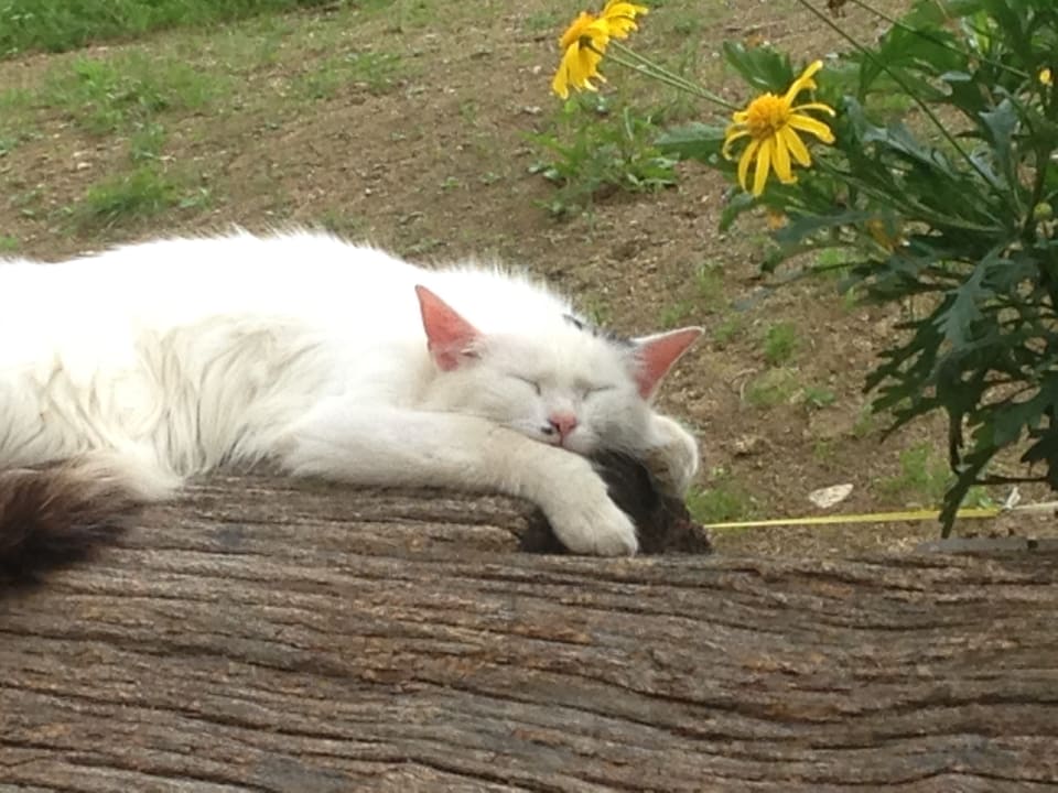 Sonstiges Ferienhof Hintergrabenbauer