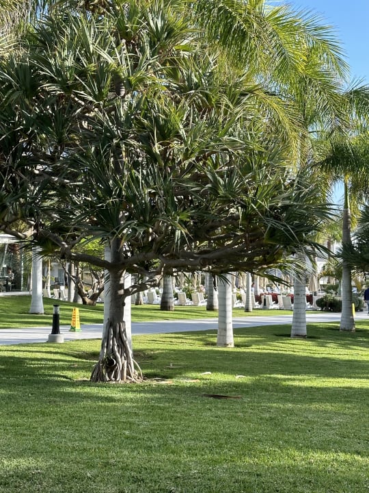 Gartenanlage Hotel Riu Palace Meloneras