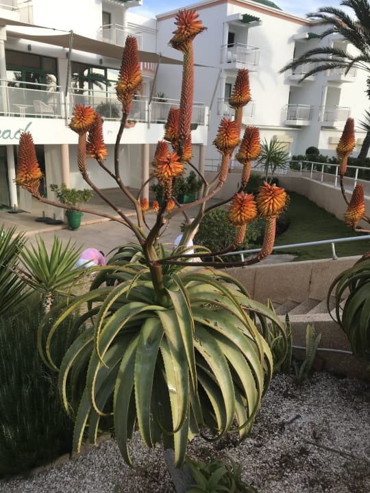 Gartenanlage Agadir Beach Club Hotel