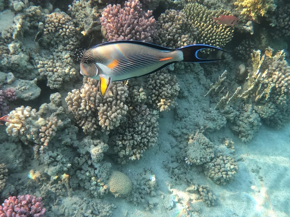 Strand Hilton Marsa Alam Nubian Resort