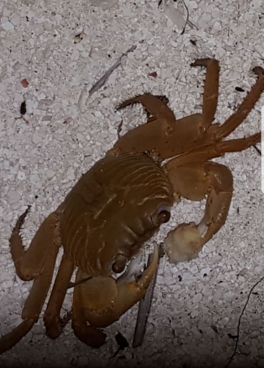 Sonstiges Summer Island Maldives