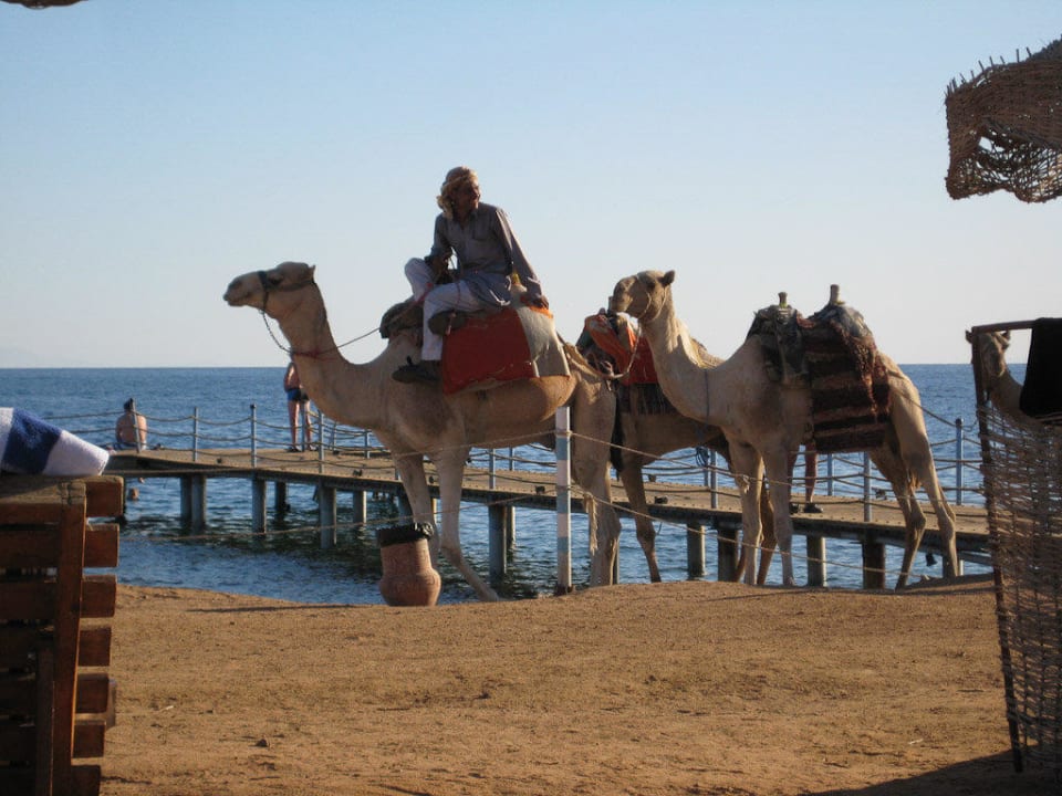 Besuch am Strand Happy Life Village