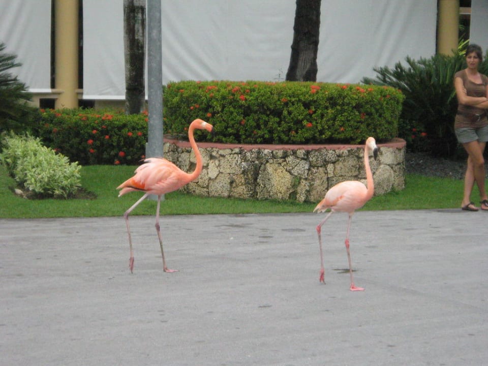Pelikane Grand Palladium Select Bávaro Resort & Spa
