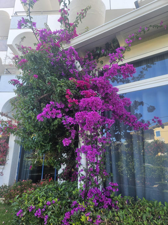 Gartenanlage Hotel Albatros